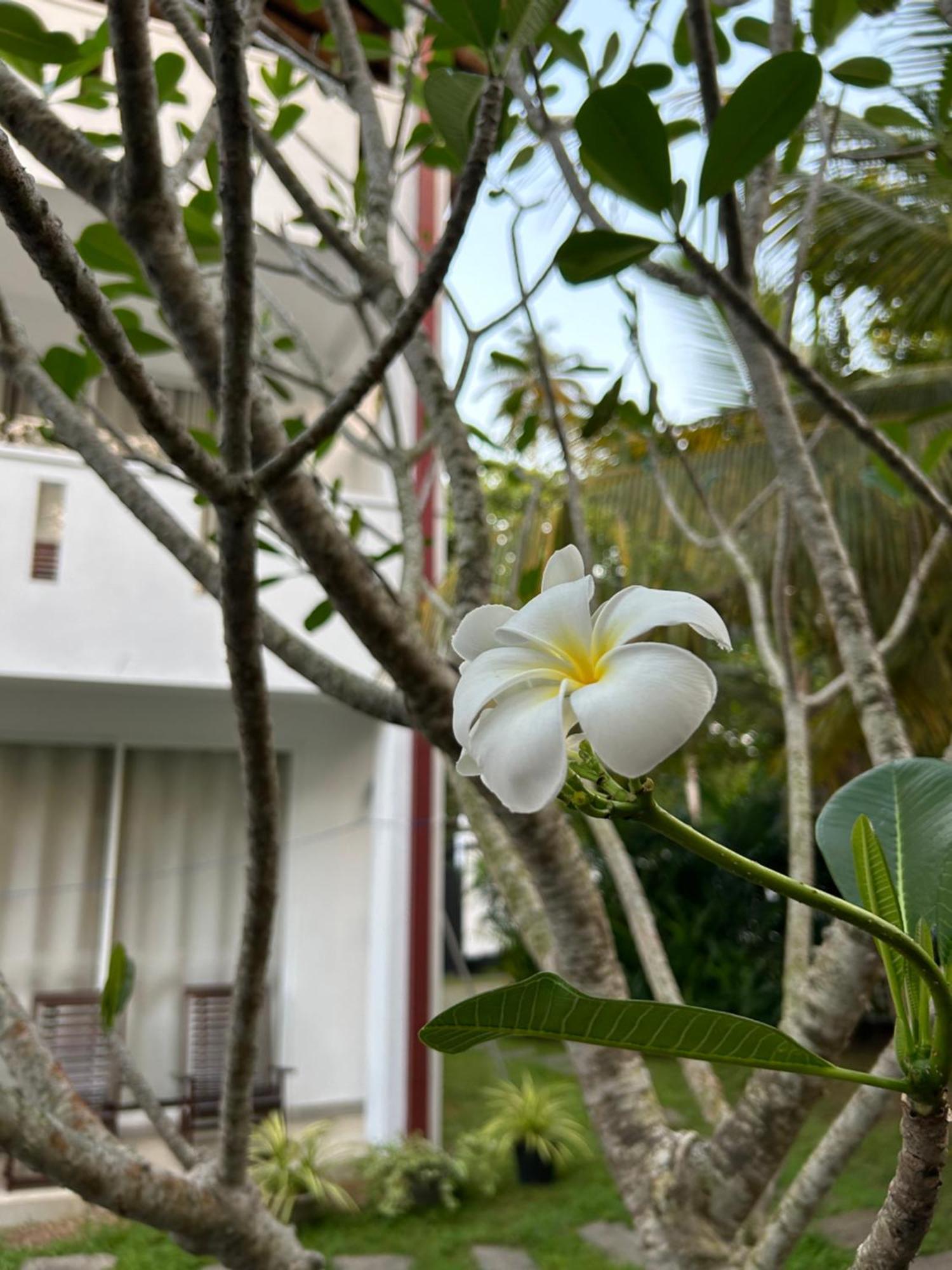 Jippie The Villa ฮิกคาดูวา ภายนอก รูปภาพ